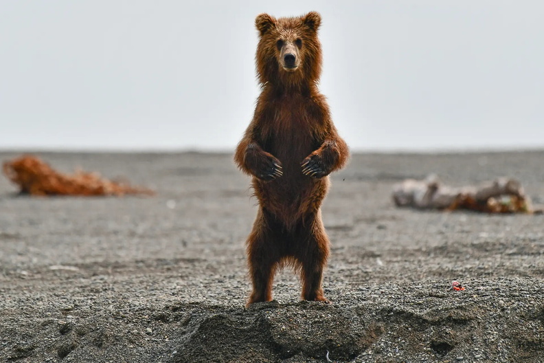 Brown Bear cub, Khailyulya River in northeast Kamchatka, Russia